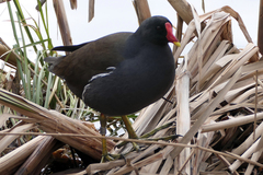 Gallinula chloropus