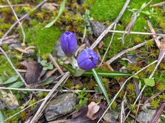 Crocus nivalis