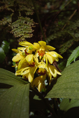 Phaius flavus