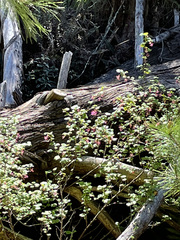 Ribes sanguineum glutinosum