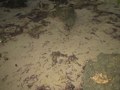 Decapoda