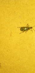 Diabrotica speciosa