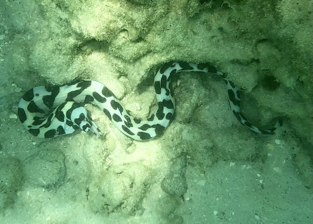 Honeycomb moray (Gymnothorax favagineus) — Muraenidae