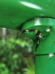 Diversibipalium boehmigi