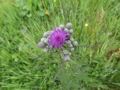 Carduus crispus