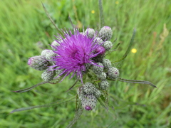 Carduus crispus