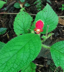 Gesnerieae