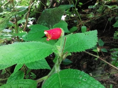 Gesnerieae