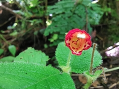 Gesnerieae