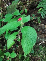 Gesnerieae
