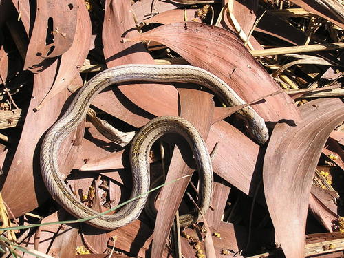 Striped Kukri Snake