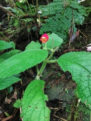 Gesnerieae