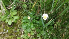 Bellis perennis