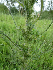 Carduus crispus
