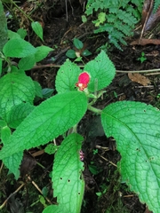 Gesnerieae