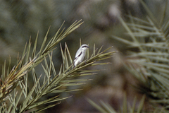 Lanius excubitor elegans