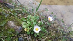 Bellis perennis