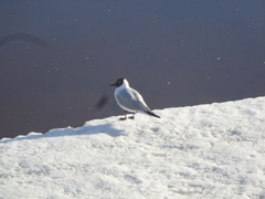 Chroicocephalus ridibundus
