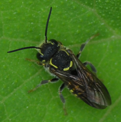 Paranthidium gabbii