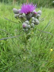 Carduus crispus