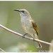 Lichmera Honeyeaters - Photo (c) Tom Tarrant, some rights reserved (CC BY-NC-SA)
