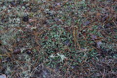 Globularia trichosantha