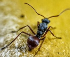 Polyrhachis bicolor