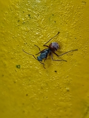 Polyrhachis bicolor