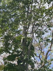 Pterocarpus indicus