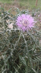 Galactites tomentosus