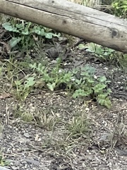 Taraxacum officinale
