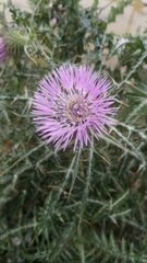 Galactites tomentosus