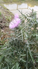 Galactites tomentosus