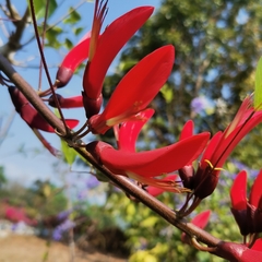 Erythrina corallodendron