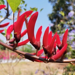 Erythrina corallodendron