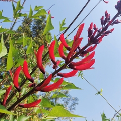 Erythrina corallodendron