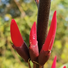 Erythrina corallodendron