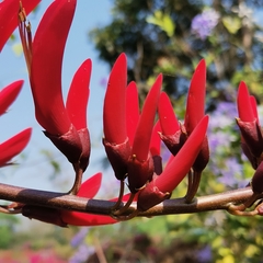 Erythrina corallodendron