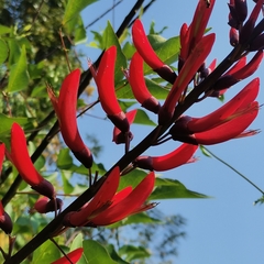 Erythrina corallodendron