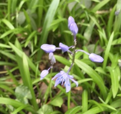 Scilla bithynica