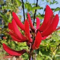 Erythrina corallodendron
