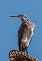 Egretta gularis