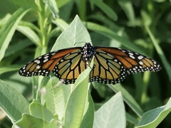 Danaus plexippus