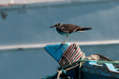 Ichthyaetus leucophthalmus