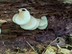 Hohenbuehelia angustata