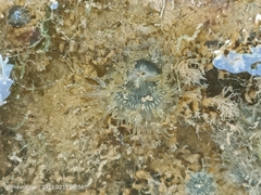 Anthopleura dixoniana