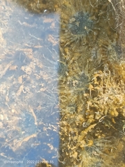 Anthopleura dixoniana
