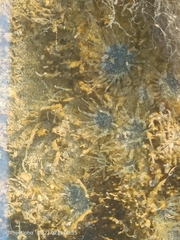 Anthopleura dixoniana