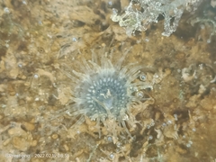 Anthopleura dixoniana
