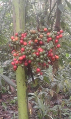 Chamaedorea linearis